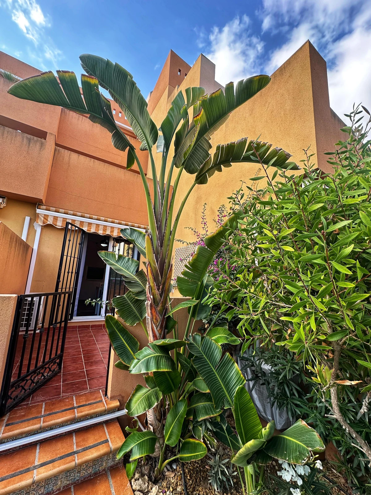 Terraza
